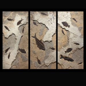 caption
Fossil Triptych