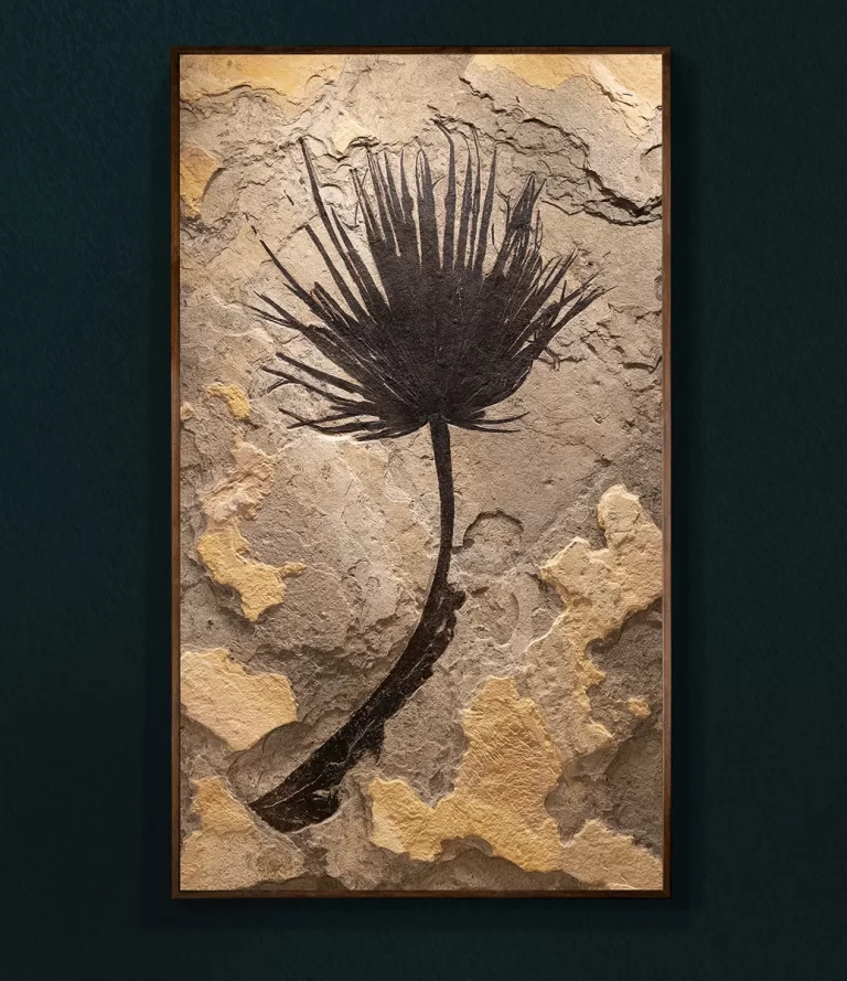 A rare complete 50 million year old fossil palm