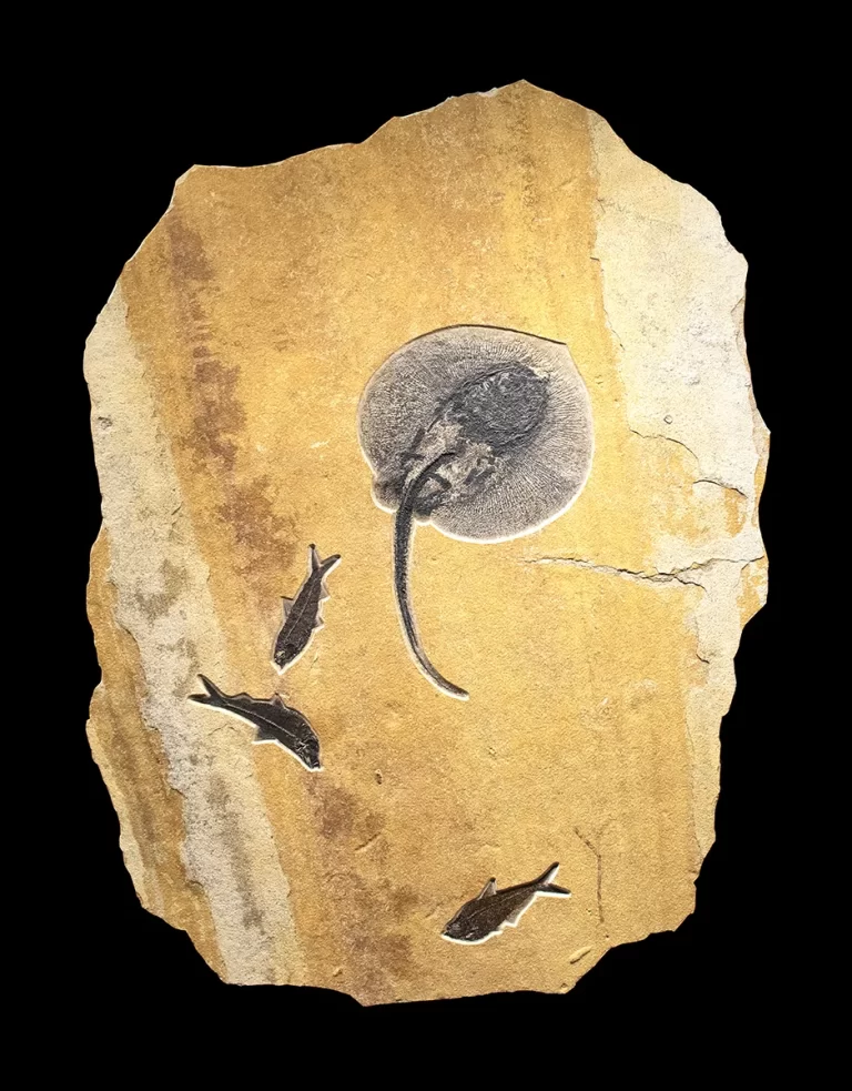 A fossil stingray on an irregularly shaped limestone slab