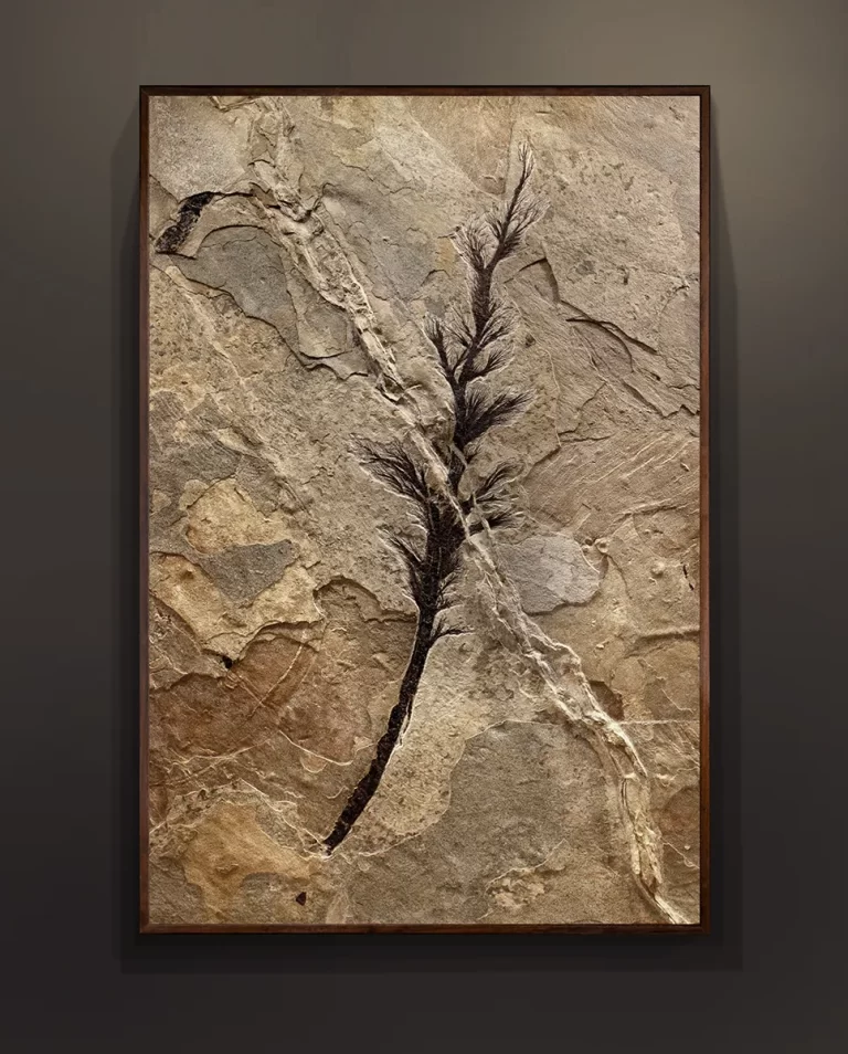 A 50 million year old fossil palm flower measuring over 6' tall