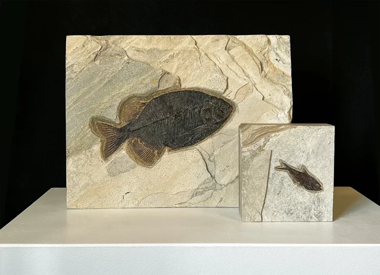 Two fossil blocks containing authentic 50 million year old fossils