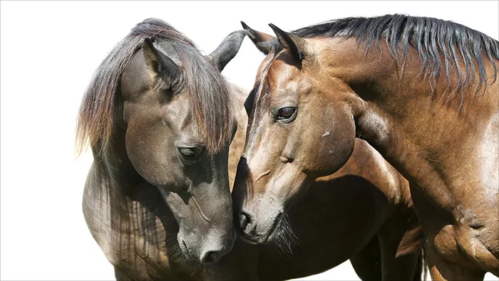 Year of the Horse
