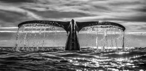 Chris Fallows, Leviathan